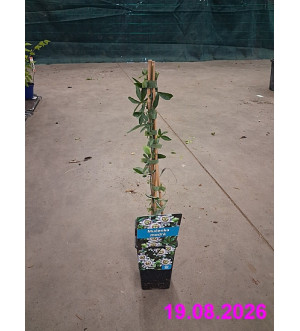Passiflora caerulea RP 1,6 L